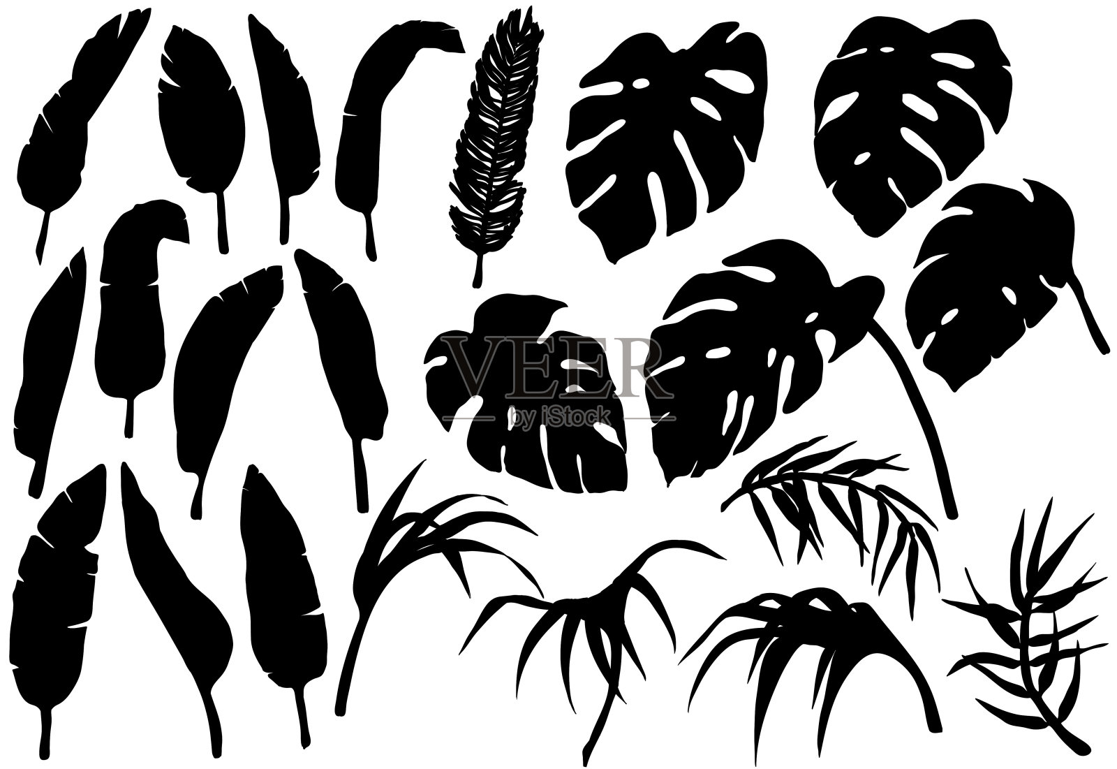 热带丛林的树叶剪影设置插画图片素材