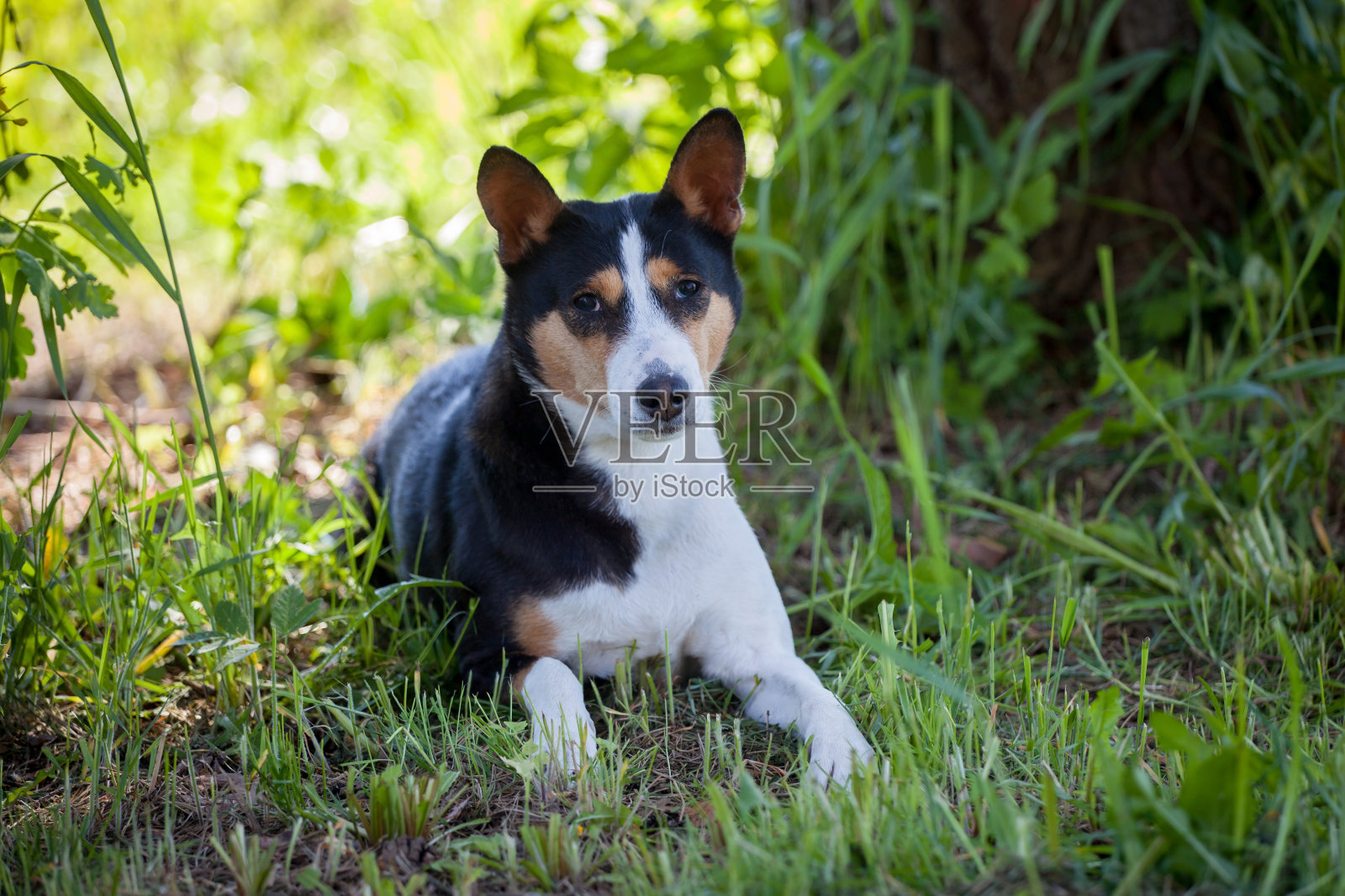 巴森基的狗在夏天的花园里照片摄影图片
