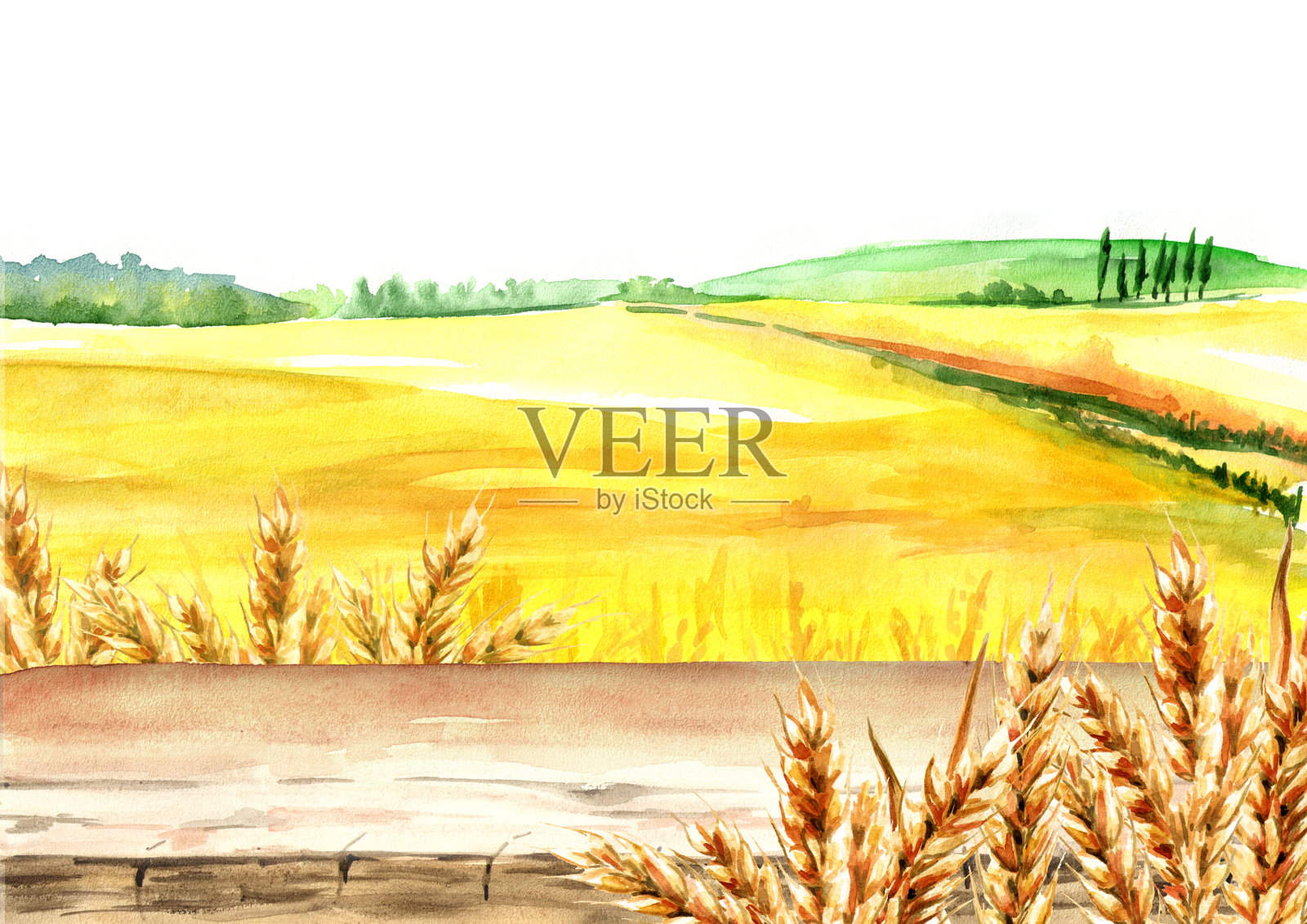 麦田与空白板。夏天农村景观。水彩手绘插图，为您的设计背景插画图片素材