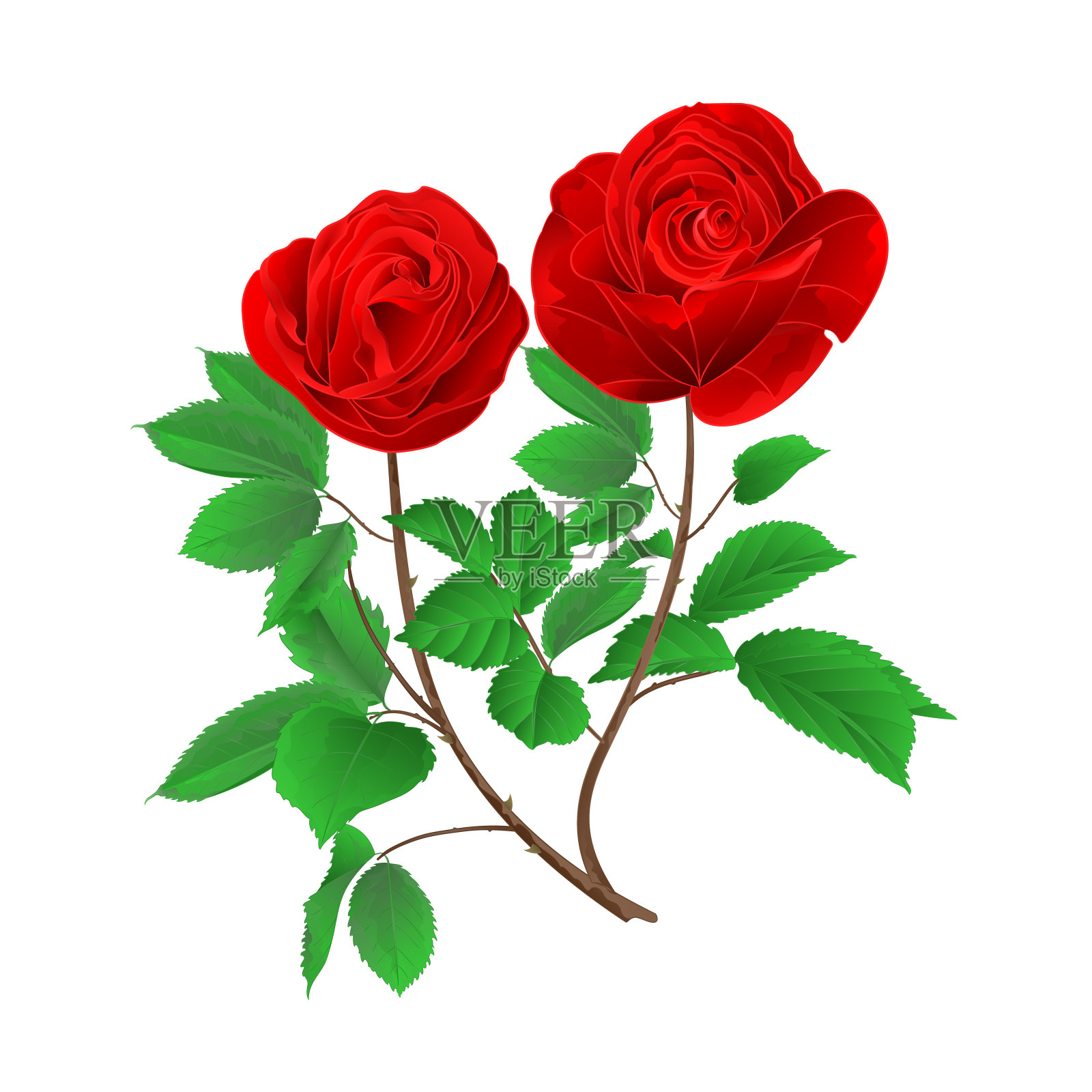 茎芽红玫瑰与叶葡萄在白色背景矢量插图可编辑插画图片素材