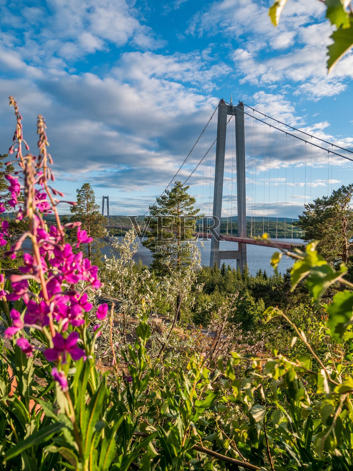 瑞典的高海岸大桥。在前景中有花和植物的垂直图像。照片摄影图片