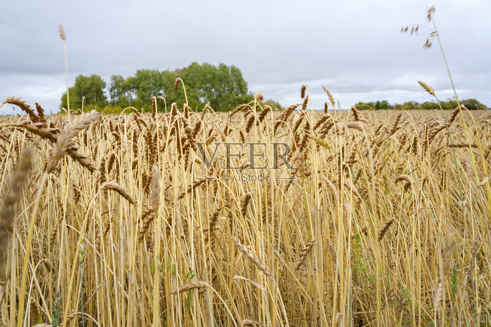 秋天田野里成熟的麦穗。照片摄影图片
