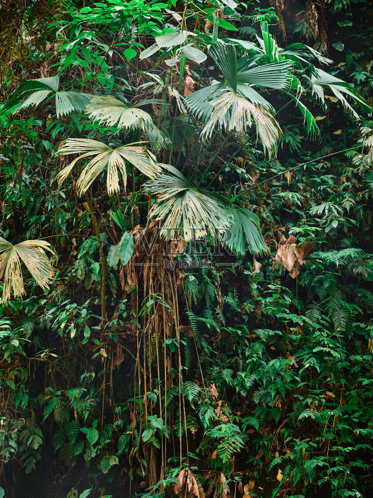 哥斯达黎加原始森林中的热带树木照片摄影图片