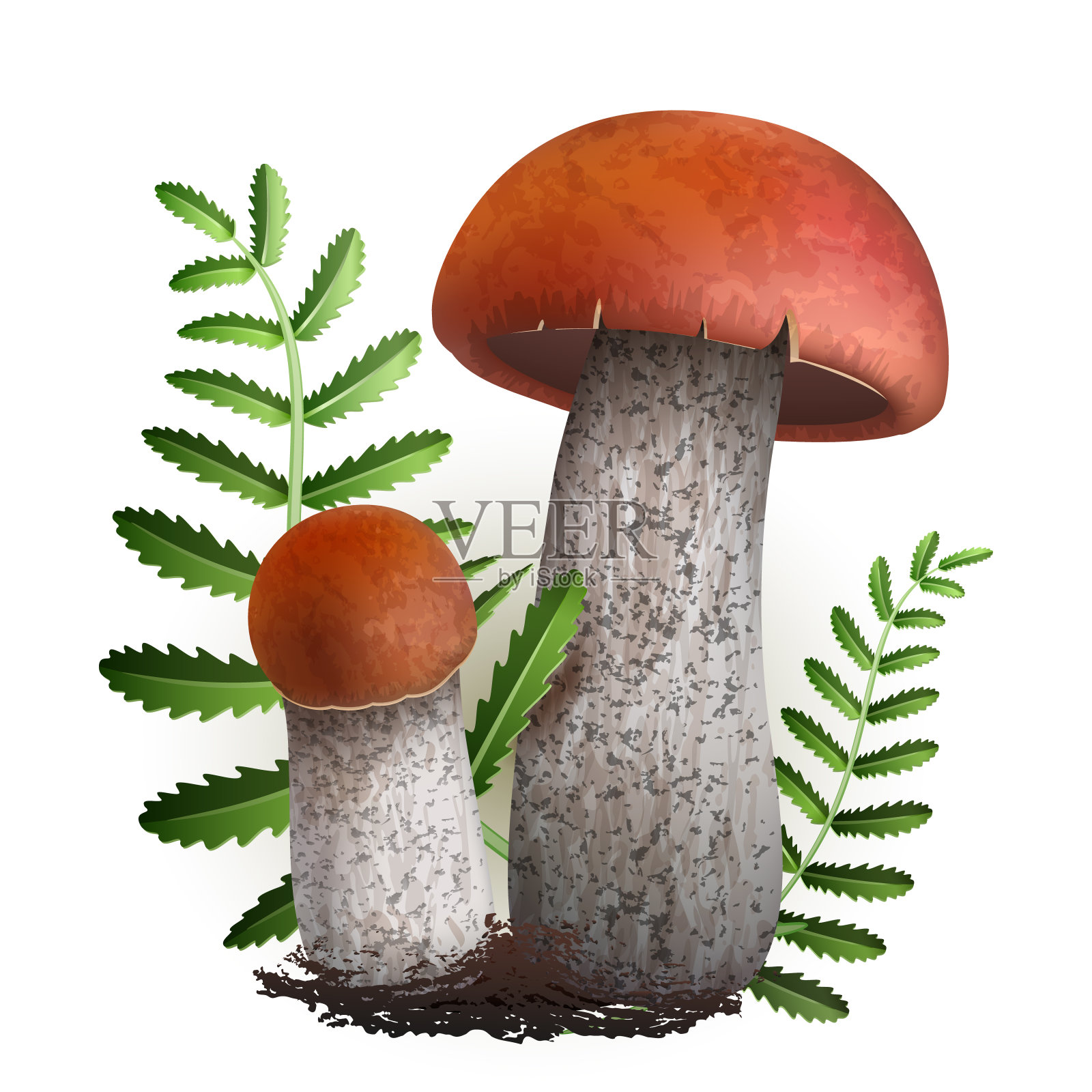 牛肝菌属菌类向量蘑菇插画图片素材