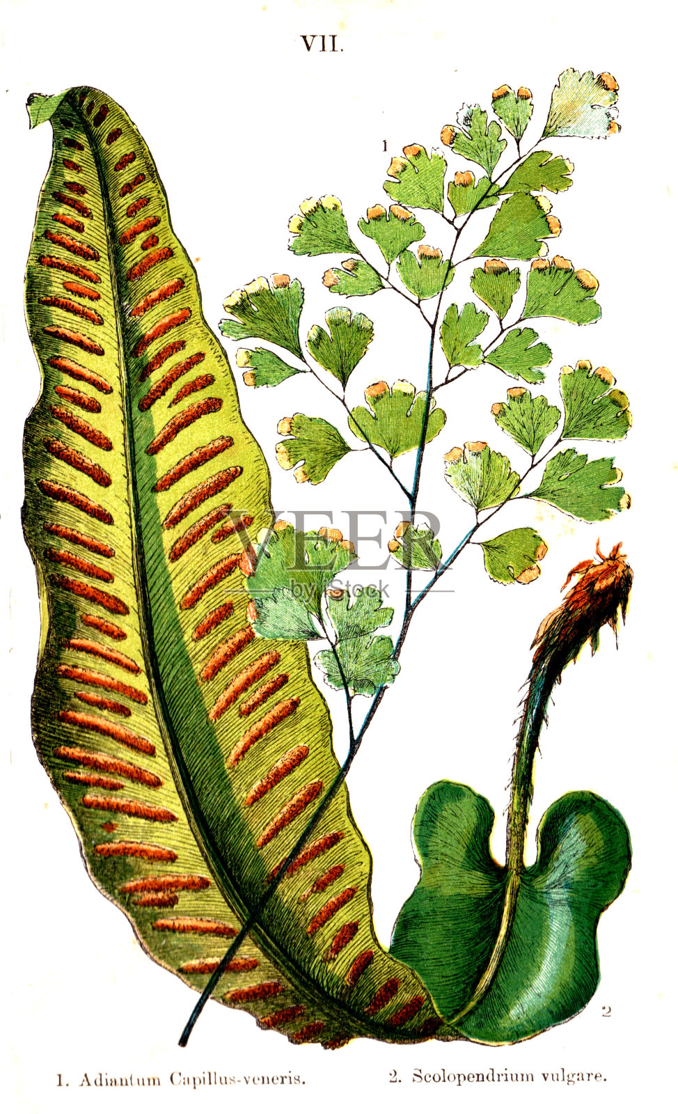 托马斯·摩尔1867年创作的维多利亚时代彩色版十一，雕刻各种蕨类和它们的部分，来自英国蕨类和它们的盟友插画图片素材