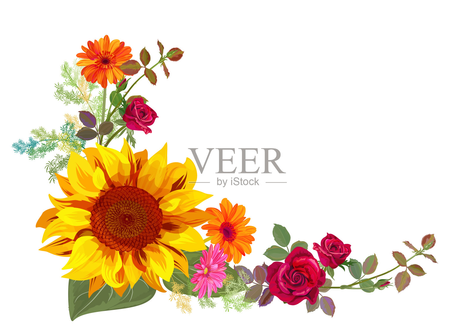 直角的秋天的框架:橙色，黄色的向日葵，红色的玫瑰，非洲菊花，白色的背景上的小绿树枝。数字绘制，插图水彩风格，矢量插画图片素材
