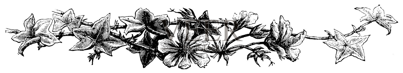 维多利亚黑白页装饰插图叶和花在一条线;男孩自己的报纸1892年插画图片素材