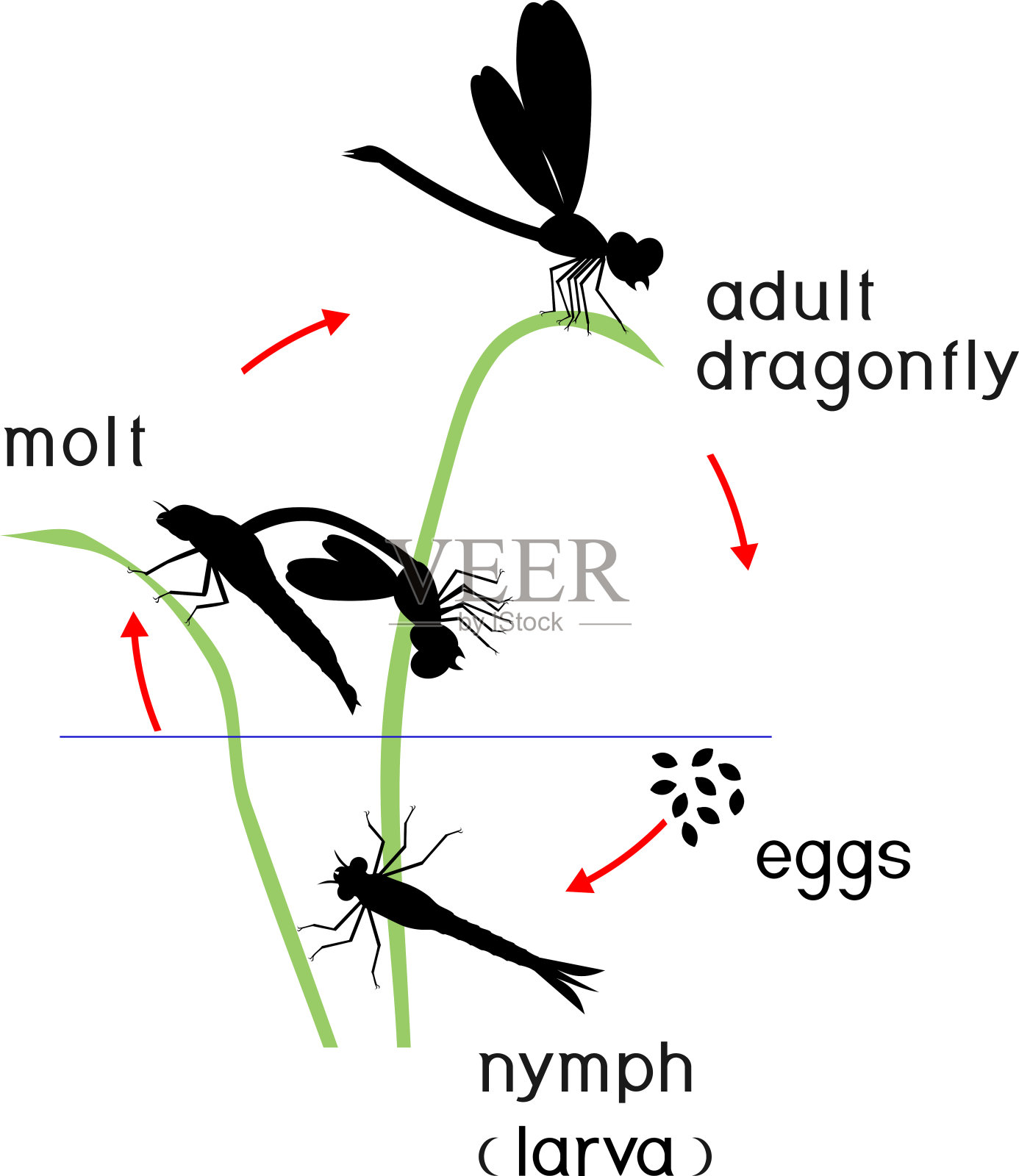 蜻蜓的生命周期。蜻蜓从卵到成虫的发育阶段顺序插画图片素材