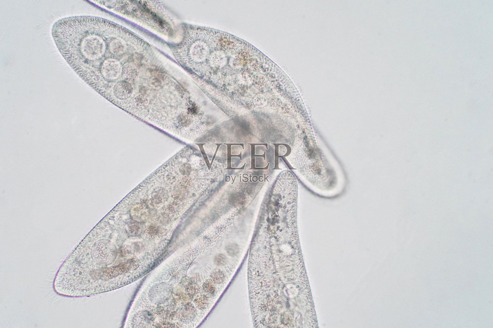 尾草履虫是显微镜下的单细胞纤毛原生动物和细菌属照片摄影图片