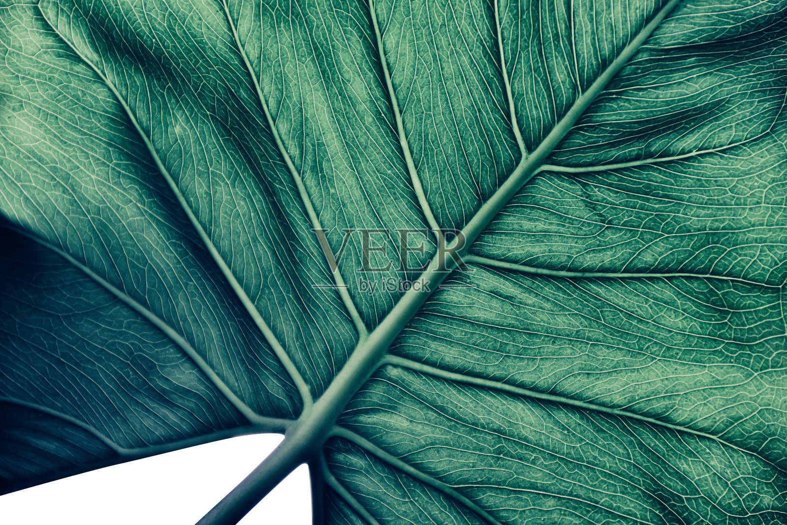 热带棕榈叶纹理自然背景照片摄影图片
