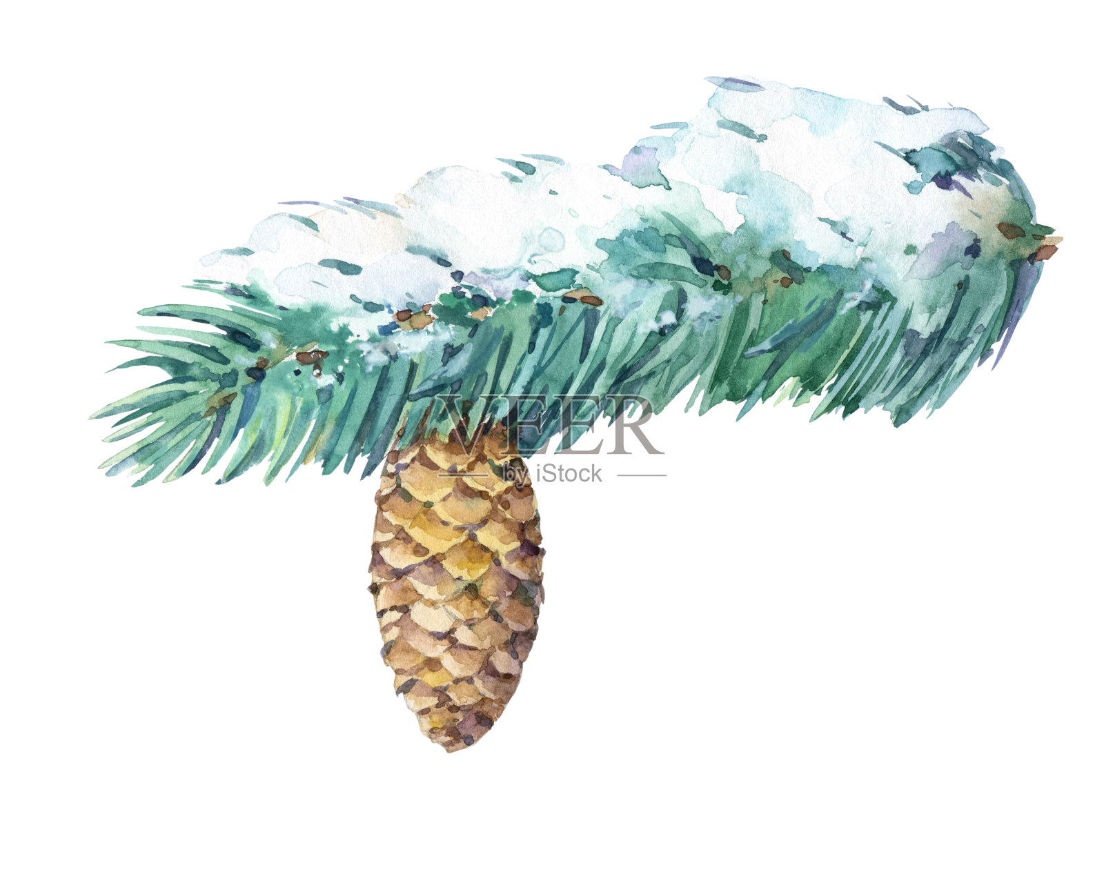 在白色背景上孤立有圆锥形和雪的冷杉枝。插画图片素材