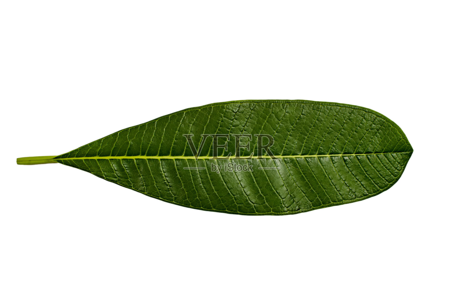 印度室内植物叶子枝枝繁叶茂灌木喜林芋属树荫装饰翎毛有机食品植物