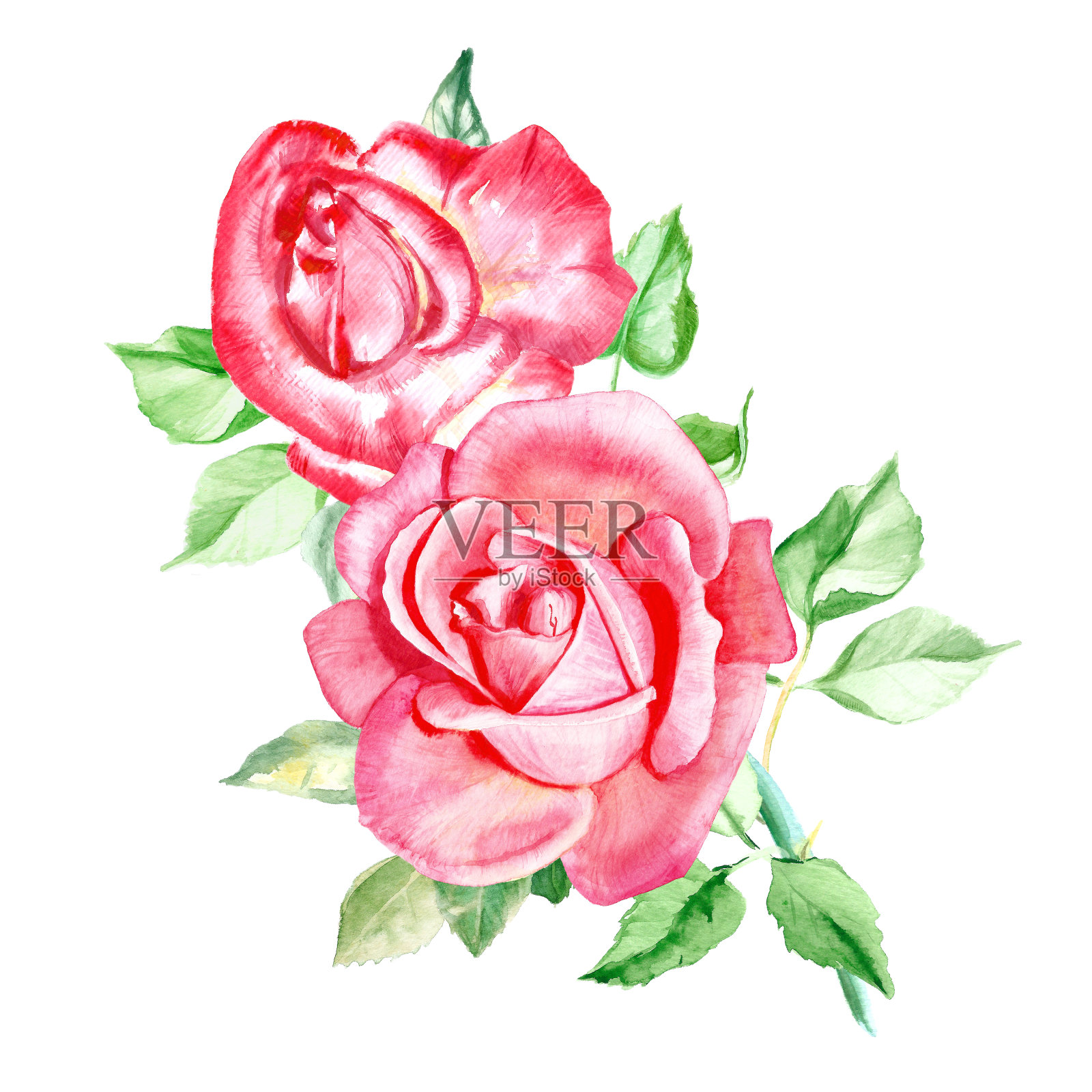 两朵漂亮的带叶子的粉红玫瑰。水彩花卉绘画。婚礼喜庆的图纸。情人节贺卡。插画图片素材