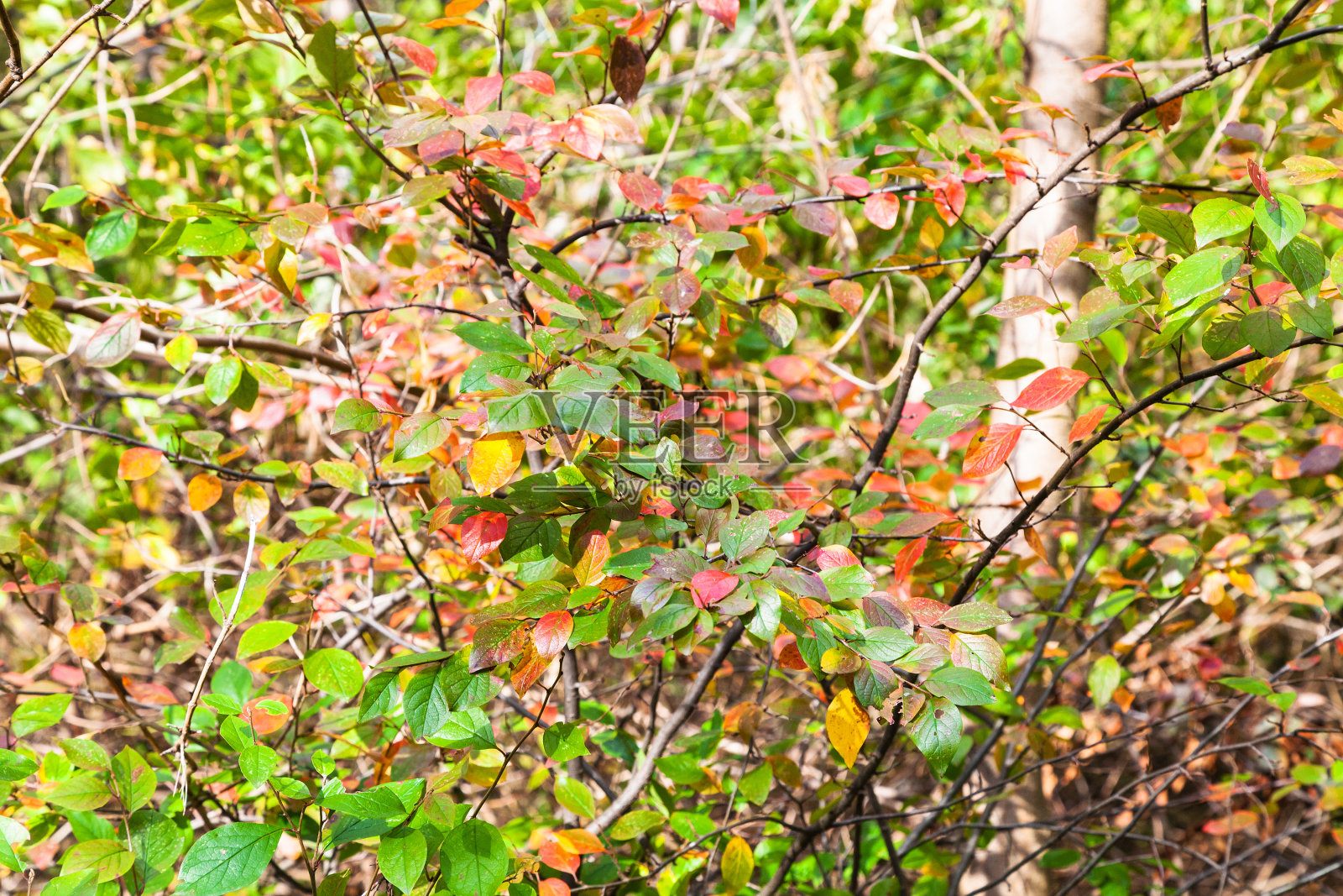 秋天森林中灌木的红色和绿色的叶子照片摄影图片