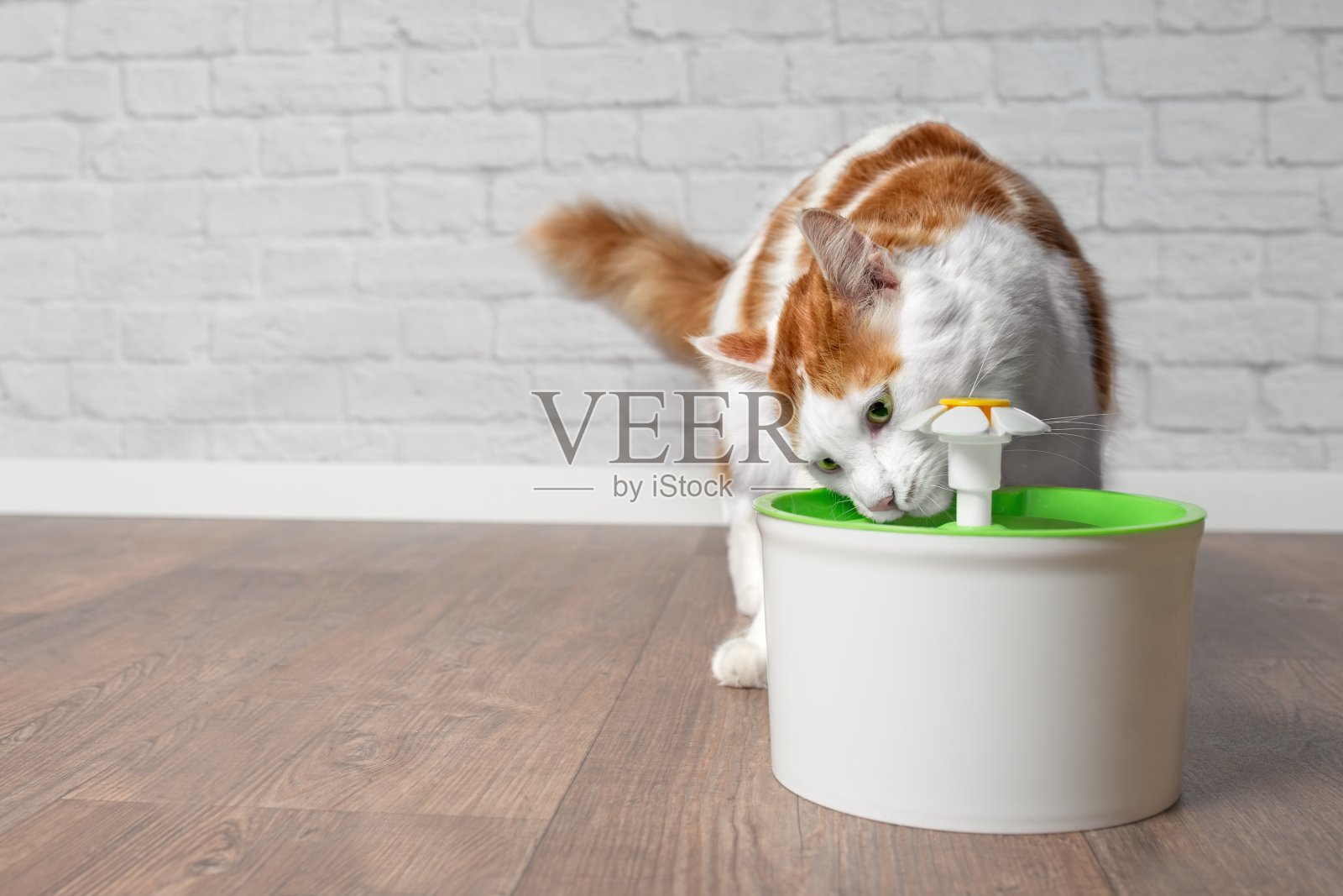 口渴的虎斑猫从宠物饮水器喝水。垂直图片与复制空间照片摄影图片_ID:325863217-Veer图库