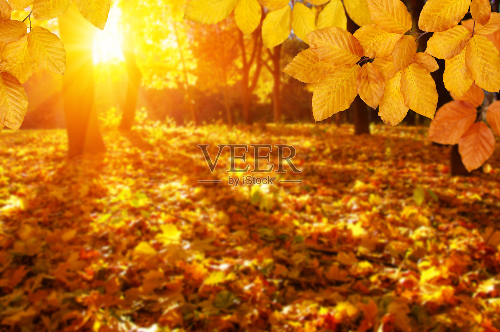 秋天的树叶在阳光下模糊了树木。照片摄影图片