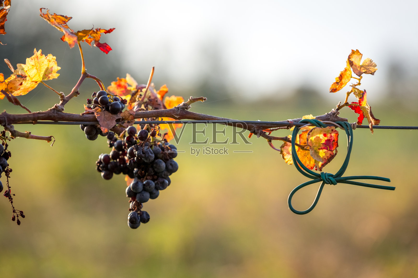 一串串成熟的葡萄和秋天鲜明的颜色照片摄影图片