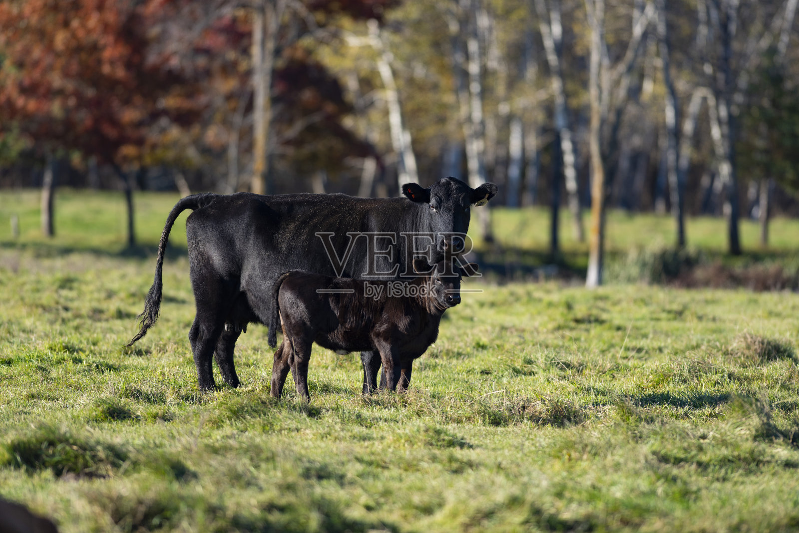 黑色安格斯母牛和她的小牛照片摄影图片