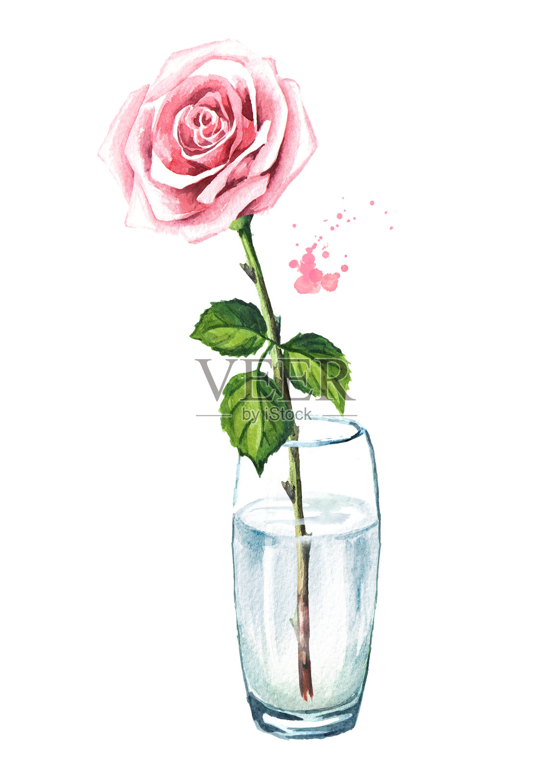 玻璃花瓶里的粉红色玫瑰花。水彩手绘插图，孤立的白色背景插画图片素材