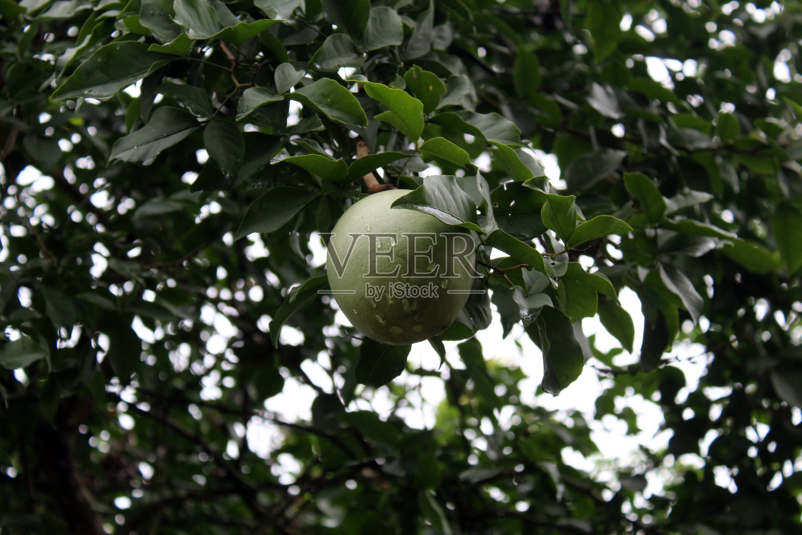 猕猴桃，也被称为孟加拉木瓜、金苹果、日本苦橙、石苹果或木苹果。照片摄影图片