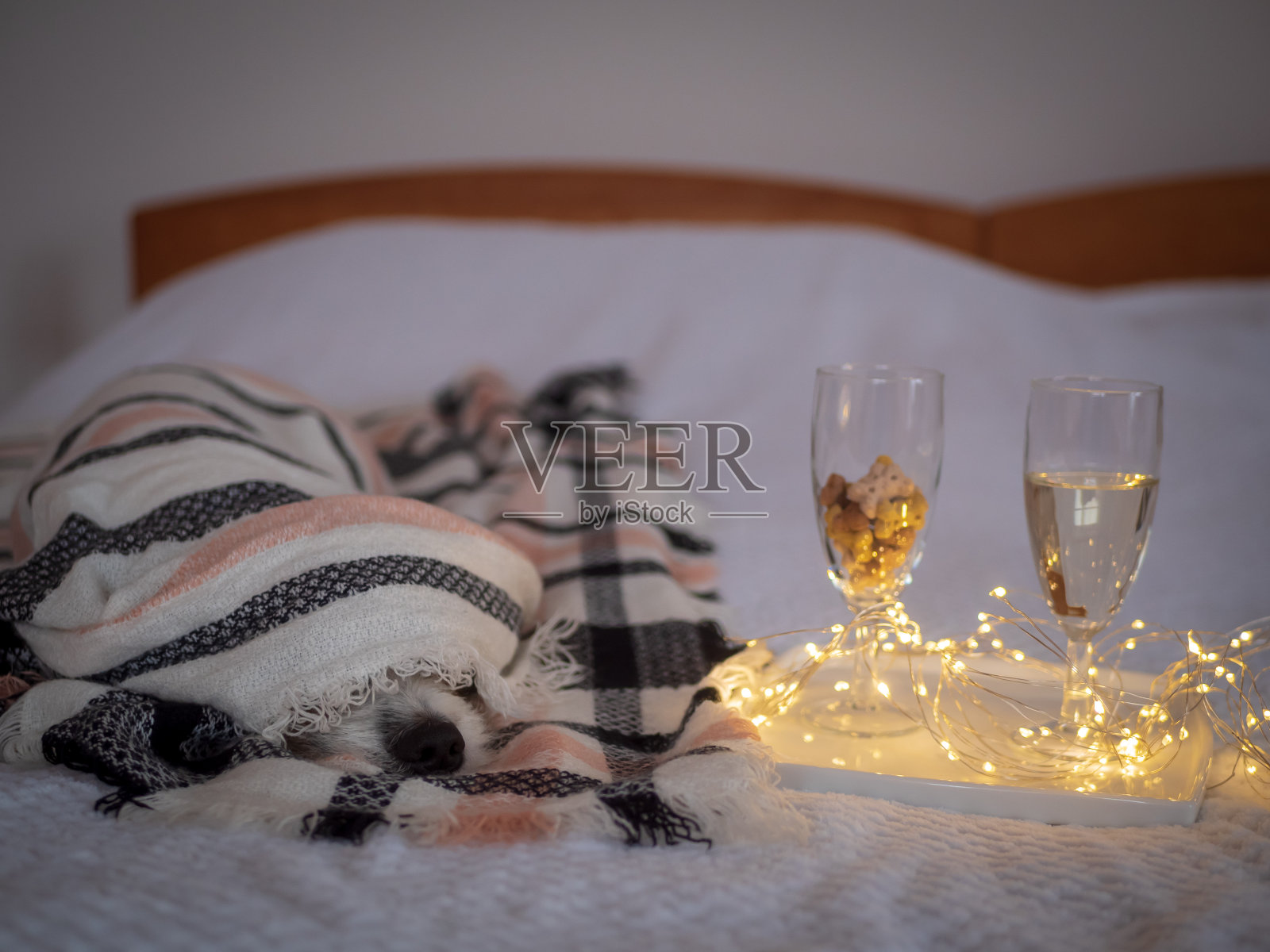新年除夕，新年狗在一张告别酒杯的床上格子花纹上面躺着照片摄影图片