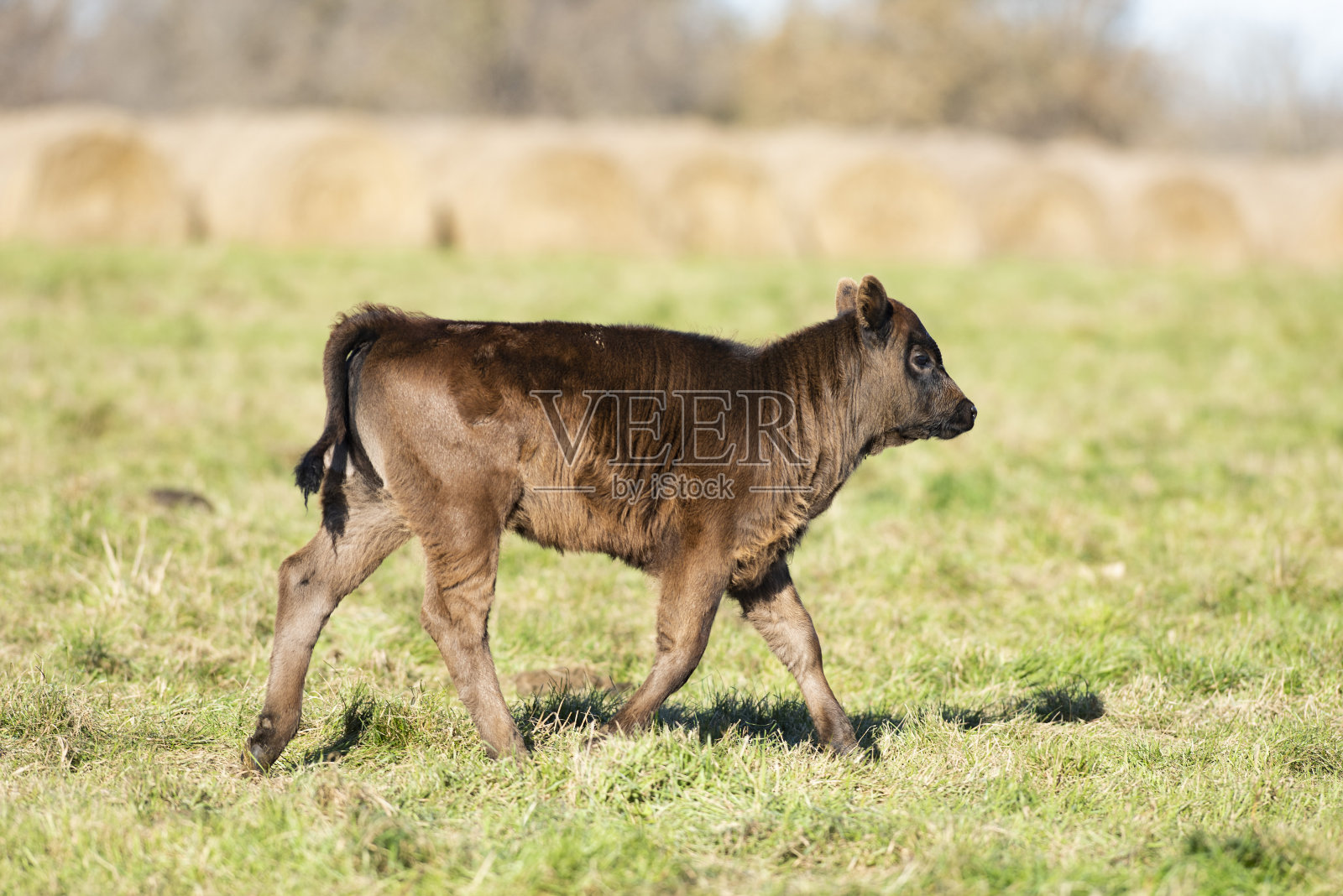 牧场上的一头小黑安格斯小牛照片摄影图片