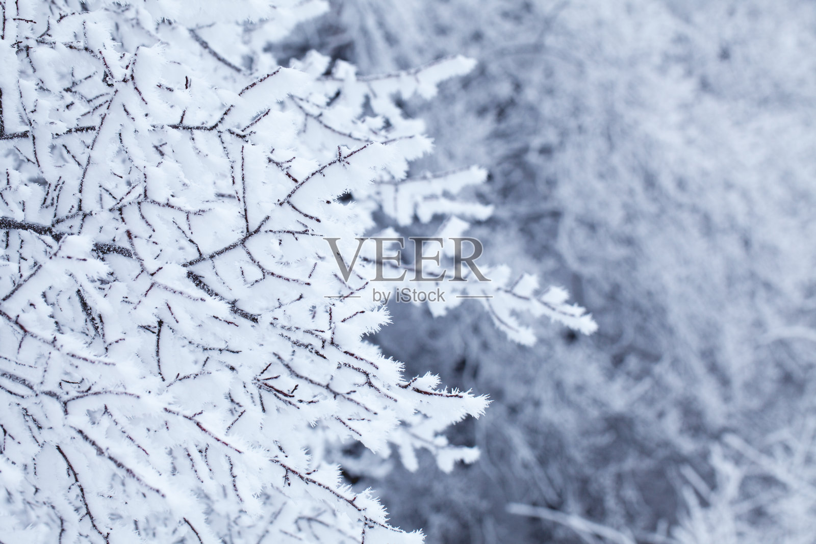 冬天森林里的树被雪覆盖着照片摄影图片