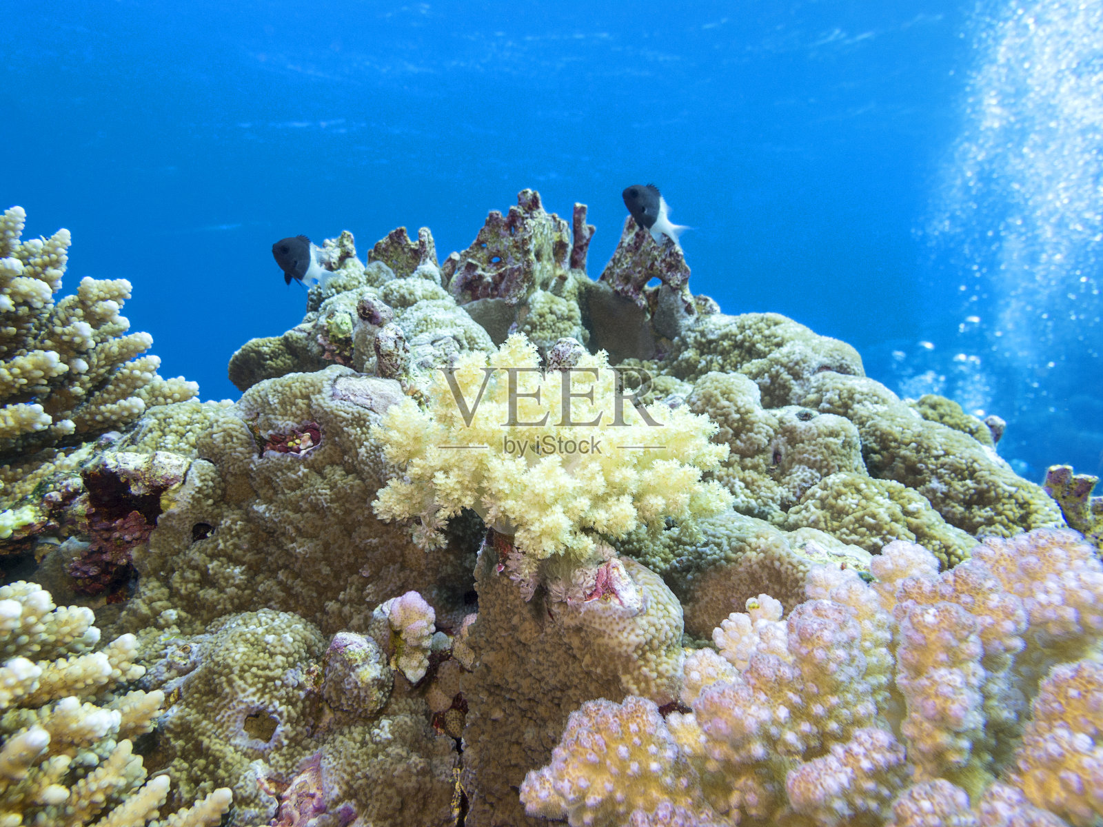 五彩缤纷的热带海底珊瑚礁，水下景观照片摄影图片