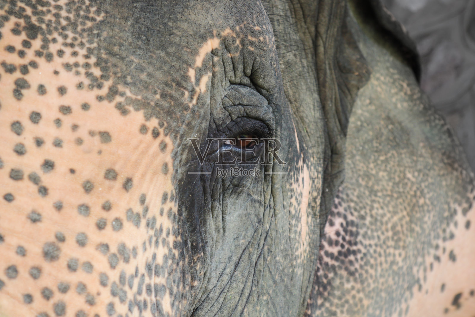大象的脸和眼睛照片摄影图片