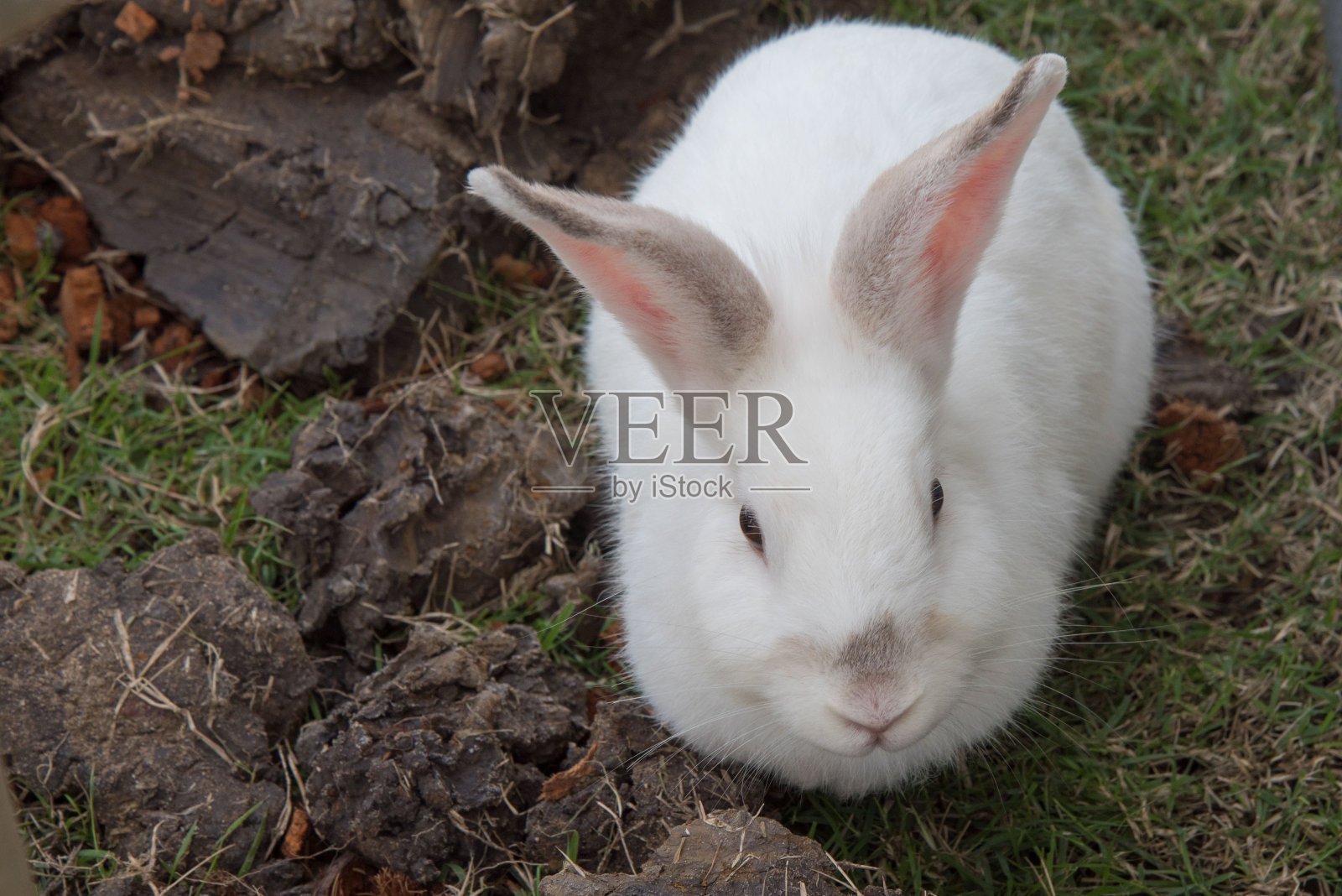 草地上的白兔大自然呼唤亚洲照片摄影图片