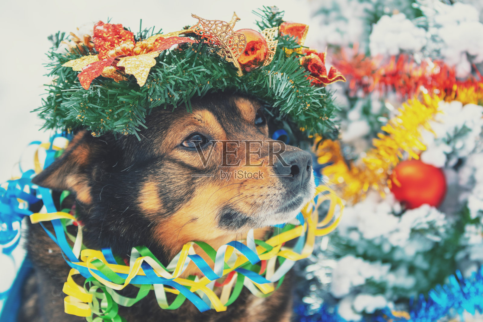 一只狗的肖像纠缠在彩色的金属箔和戴着圣诞花环。狗坐在户外冷杉树旁照片摄影图片