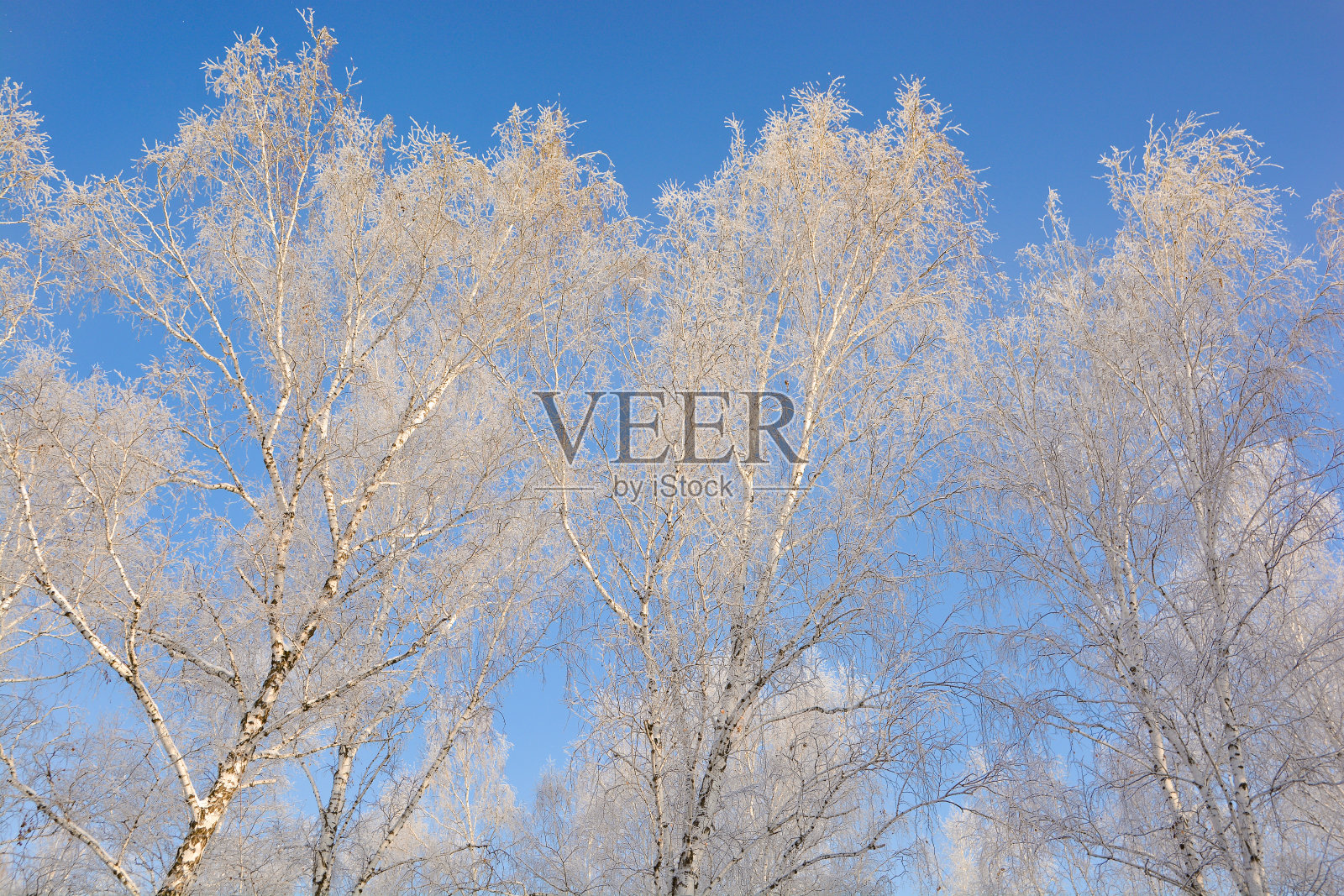 白桦雪白的枝干映衬着蓝天。照片摄影图片