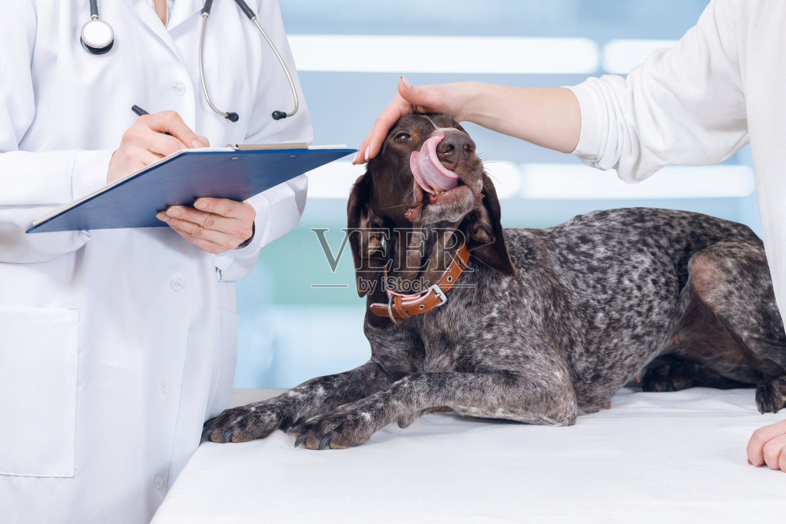 兽医正在给狗开治疗处方。照片摄影图片