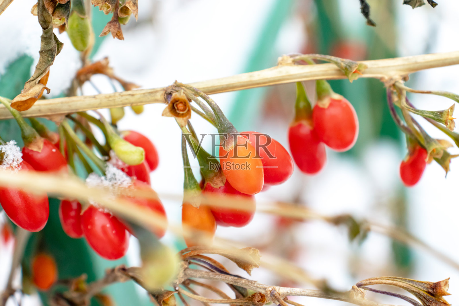 小檗，小檗属。色彩鲜艳的天然浆果小檗，拉丁小檗在冬季照片摄影图片