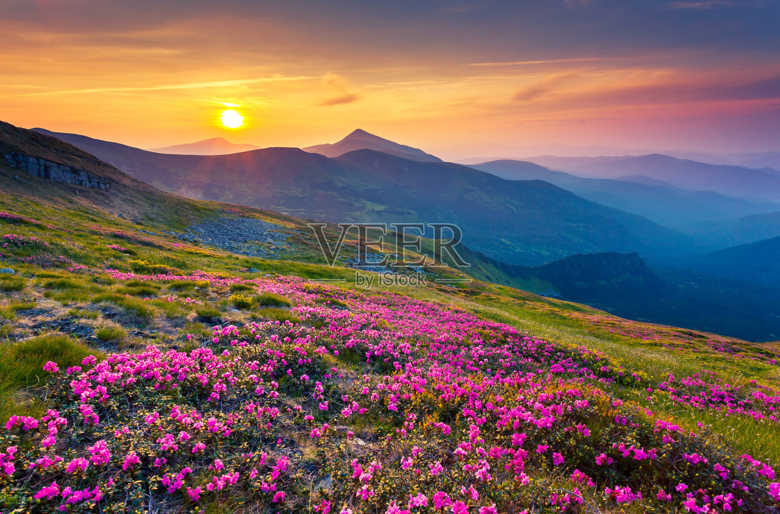 夏日山上神奇的粉红色杜鹃花。喀尔巴阡、乌克兰、欧洲。照片摄影图片