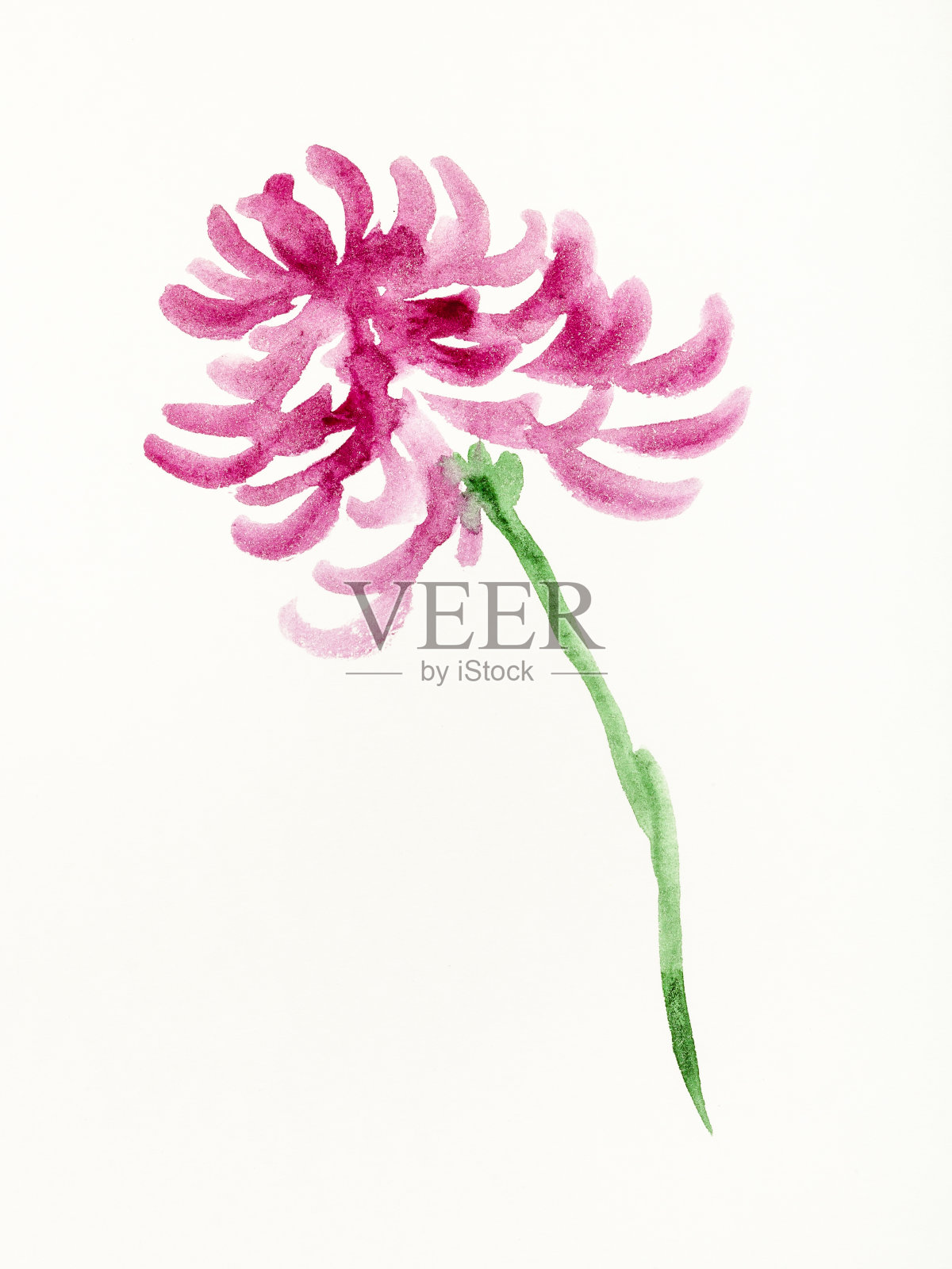 紫色菊花是手绘在纸上的插画图片素材