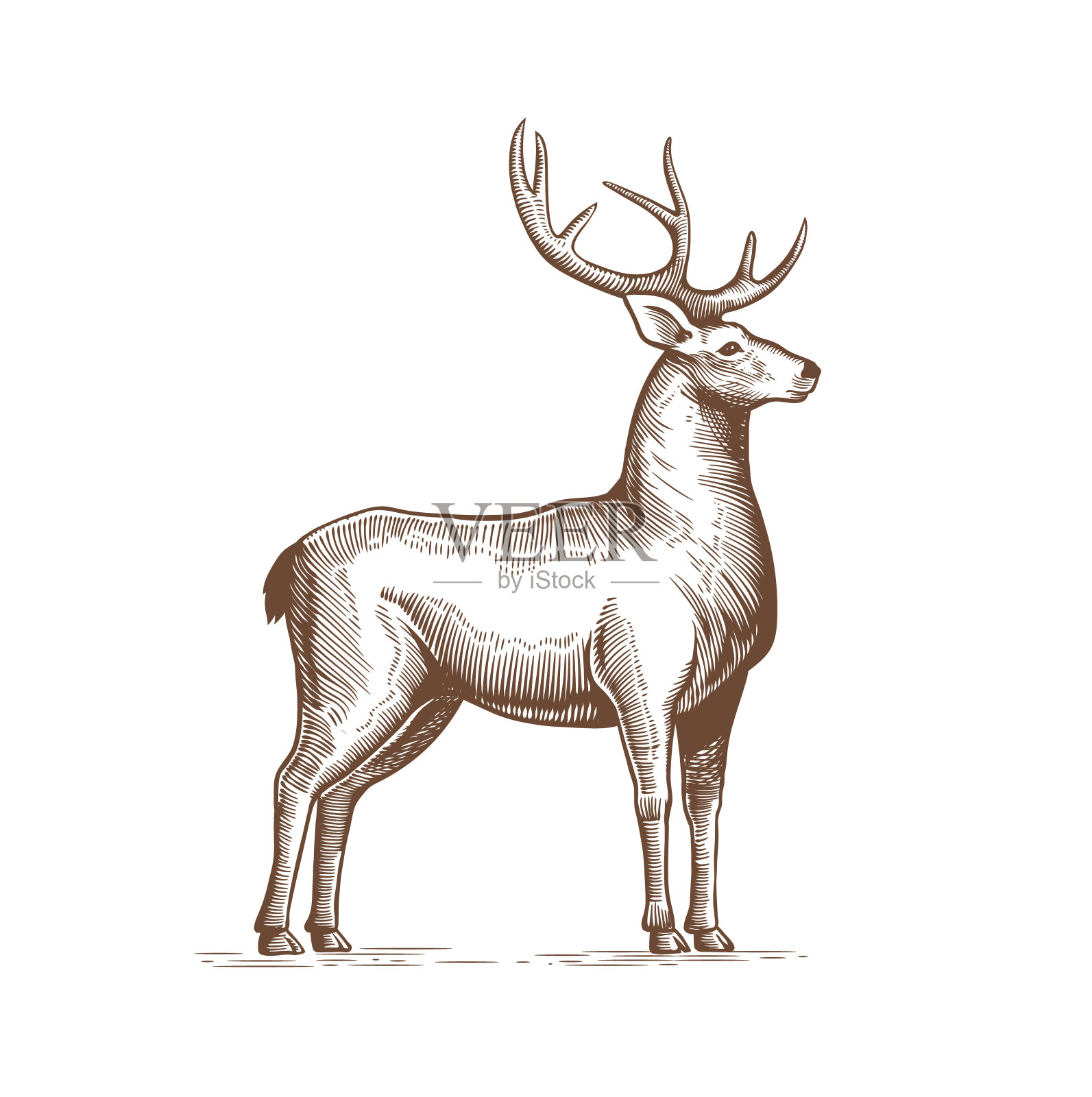 插图的鹿画手工在复古雕刻风格。鹿垃圾标签，贴纸描绘有大角的驯鹿。向量。插画图片素材