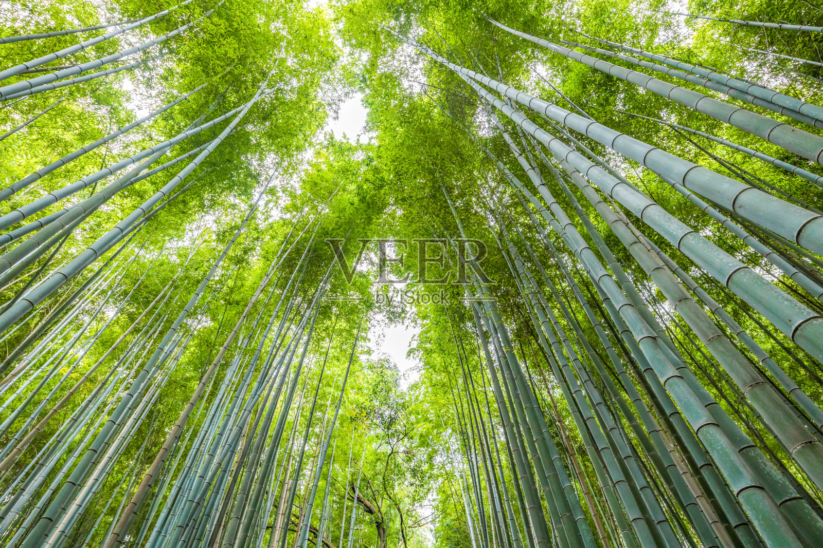 日本京都的岚山竹林照片摄影图片
