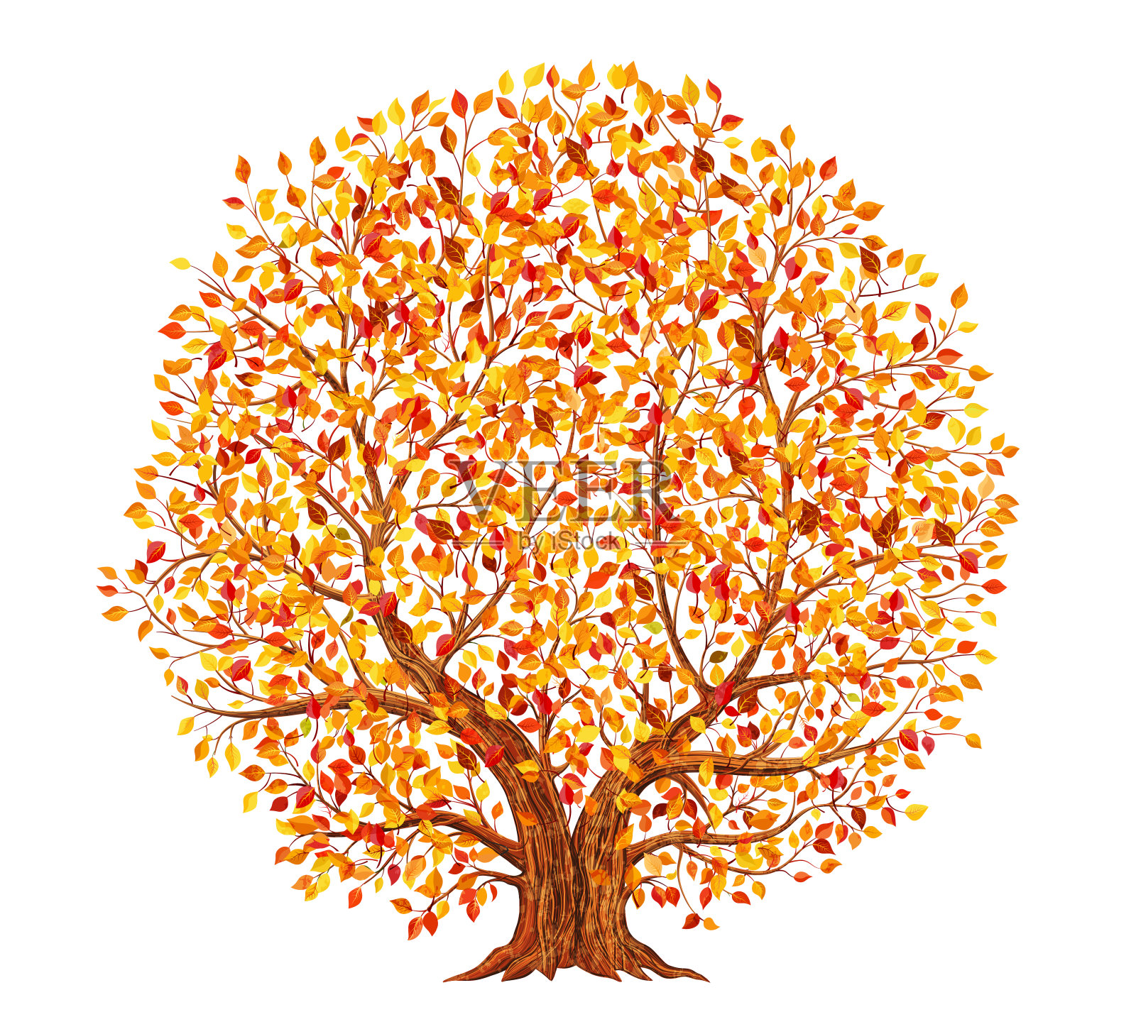 秋天的树与黄色，橙色和红色的叶子孤立在白色的背景插图插画图片素材