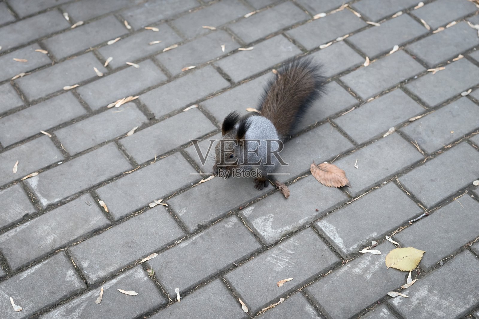 秋天，一只毛茸茸的灰色松鼠坐在人行道上啃坚果。照片摄影图片