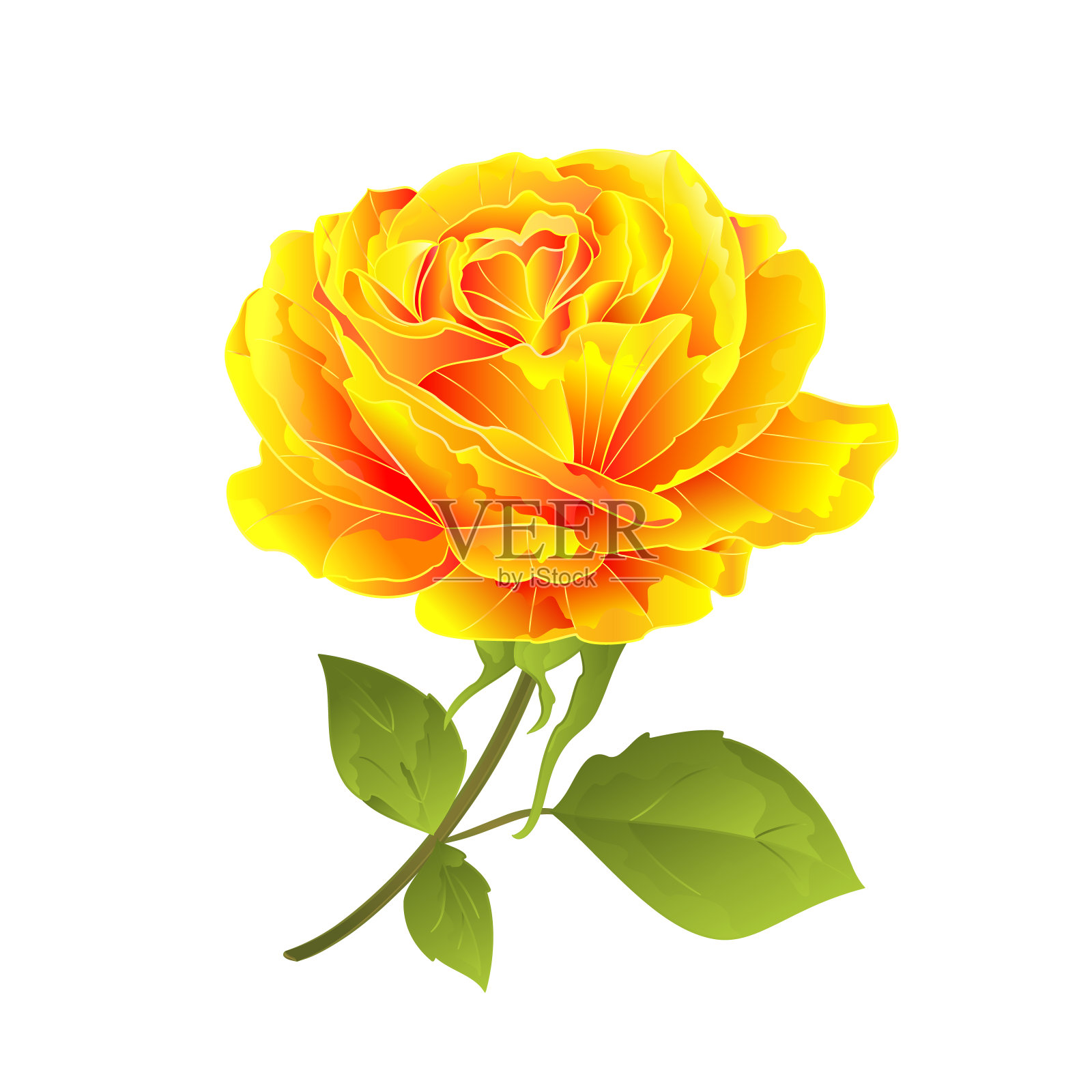 花黄色玫瑰在白色的背景枝与叶复古矢量插图可编辑插画图片素材