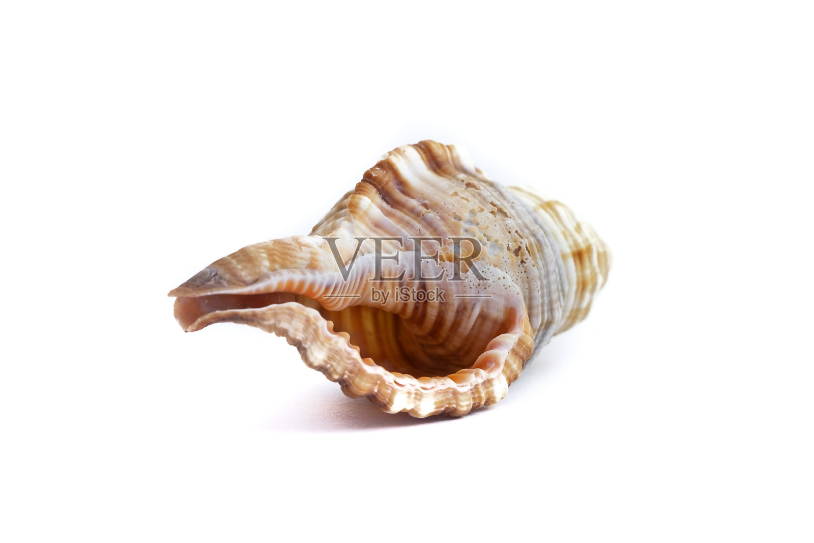 白色海螺壳孤立在白色背景上照片摄影图片
