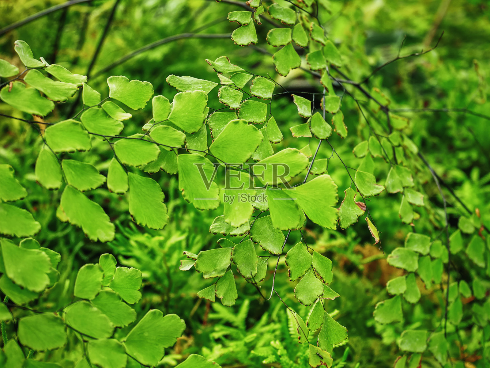 全框架背景的新鲜绿色植物与选择焦点照片摄影图片