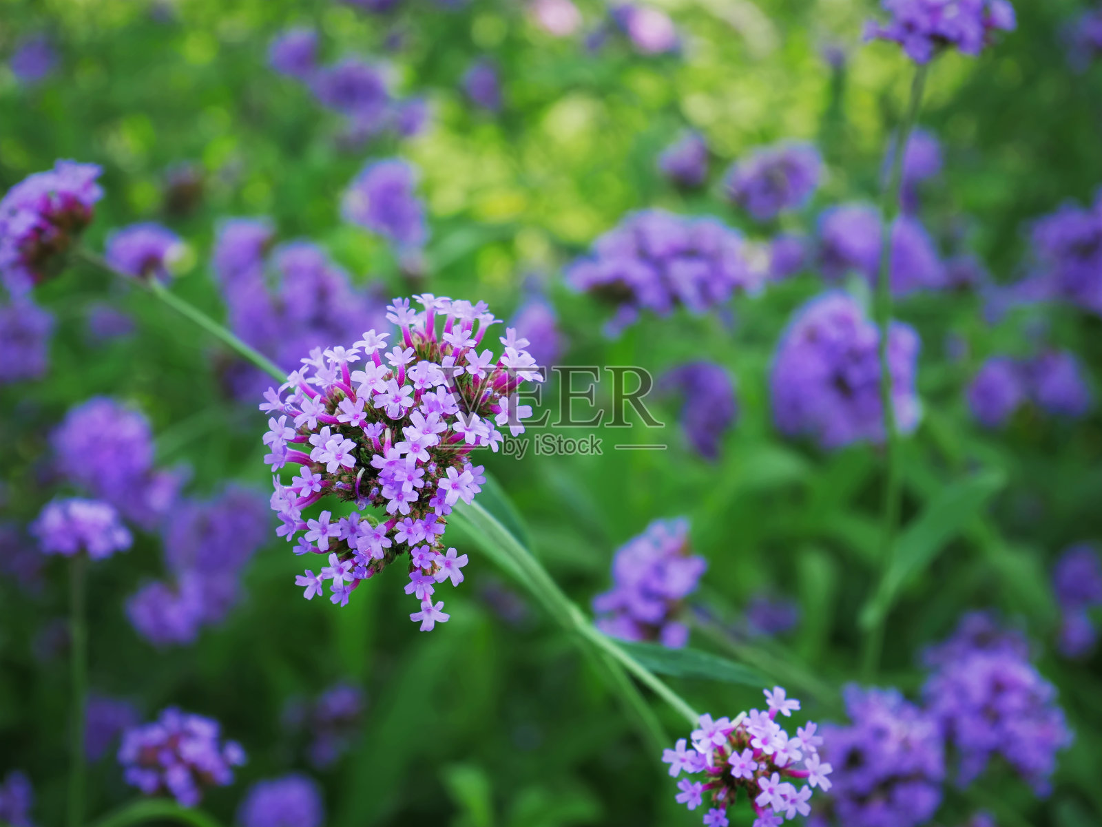 特写束紫色开花植物与选择焦点照片摄影图片