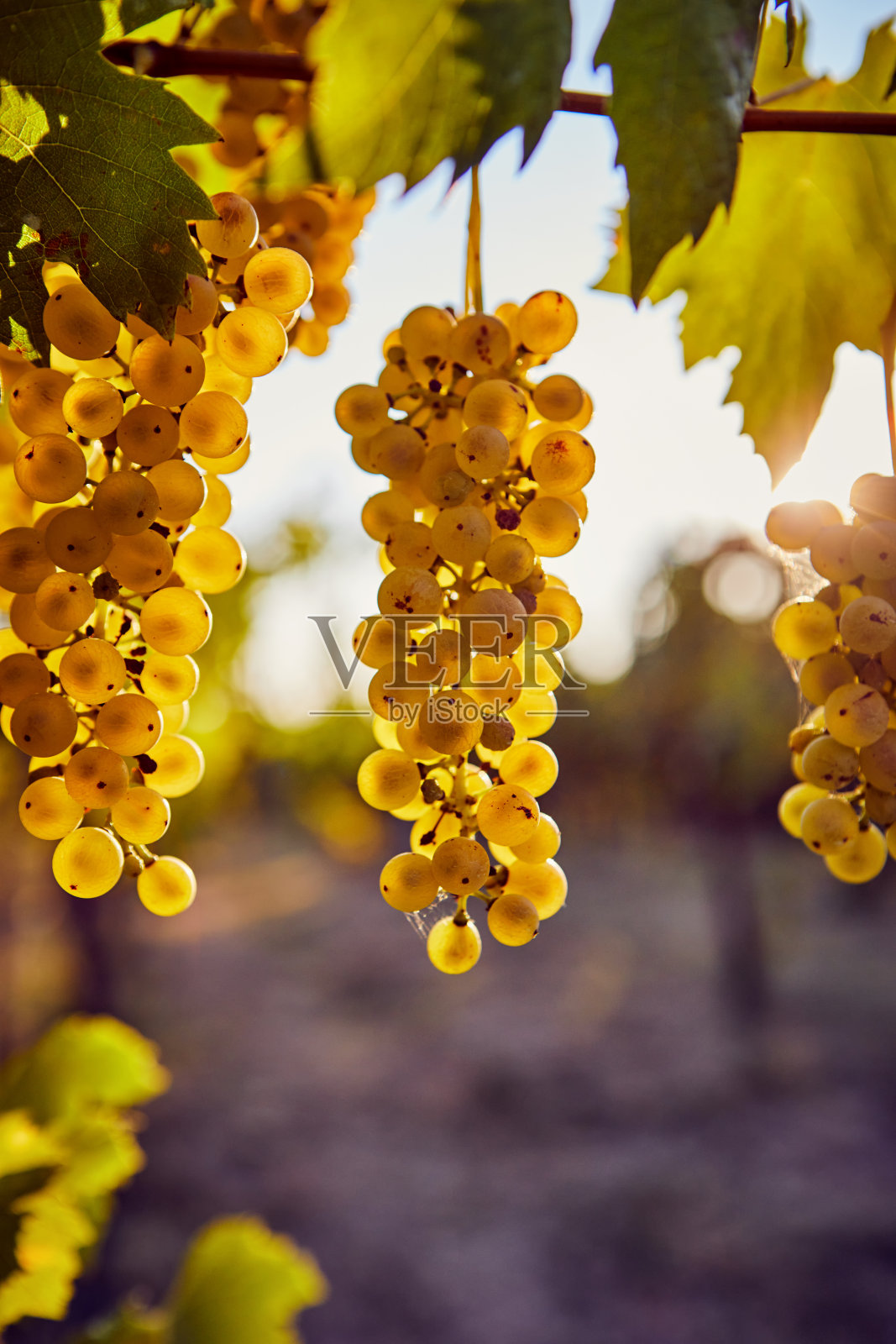 阳光下葡萄园里成熟的黄色葡萄照片摄影图片