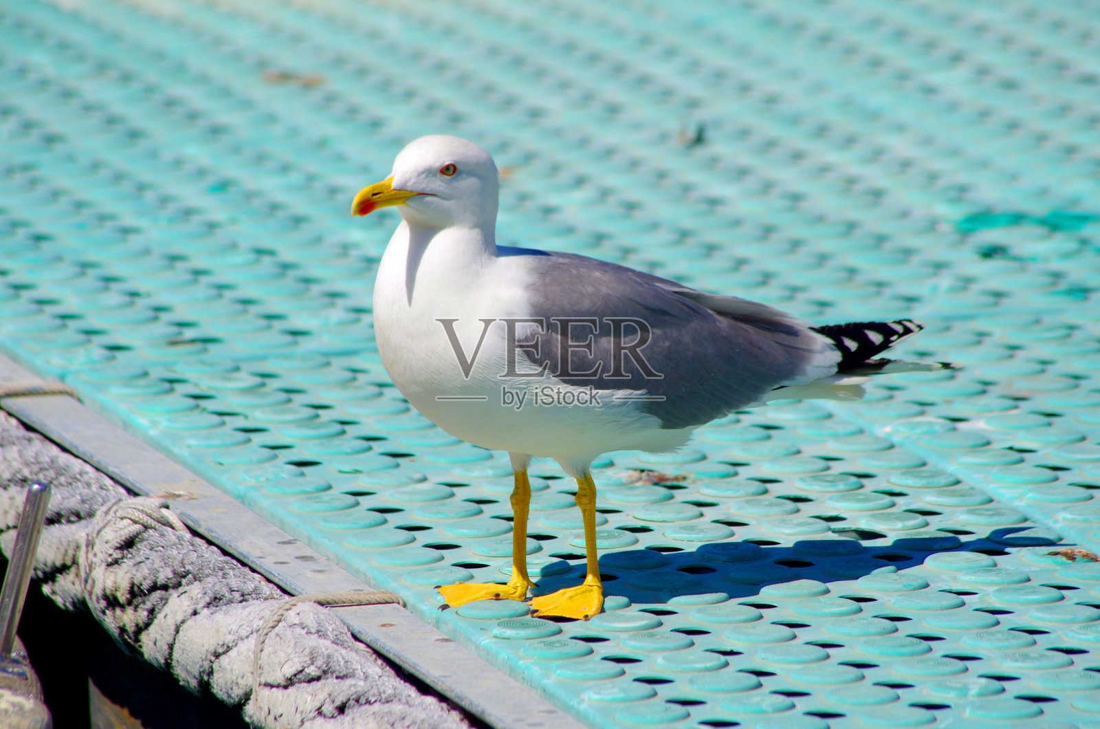海鸟:码头上灰蓝相间的海鸥照片摄影图片