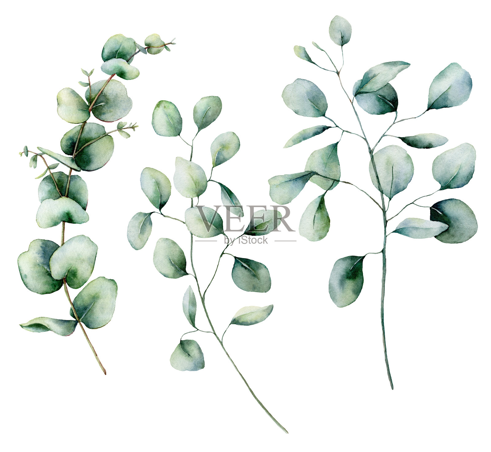 水彩桉树。手绘婴儿，种子和银元桉树枝孤立在白色的背景。花卉插图设计，印刷，织物或背景。插画图片素材