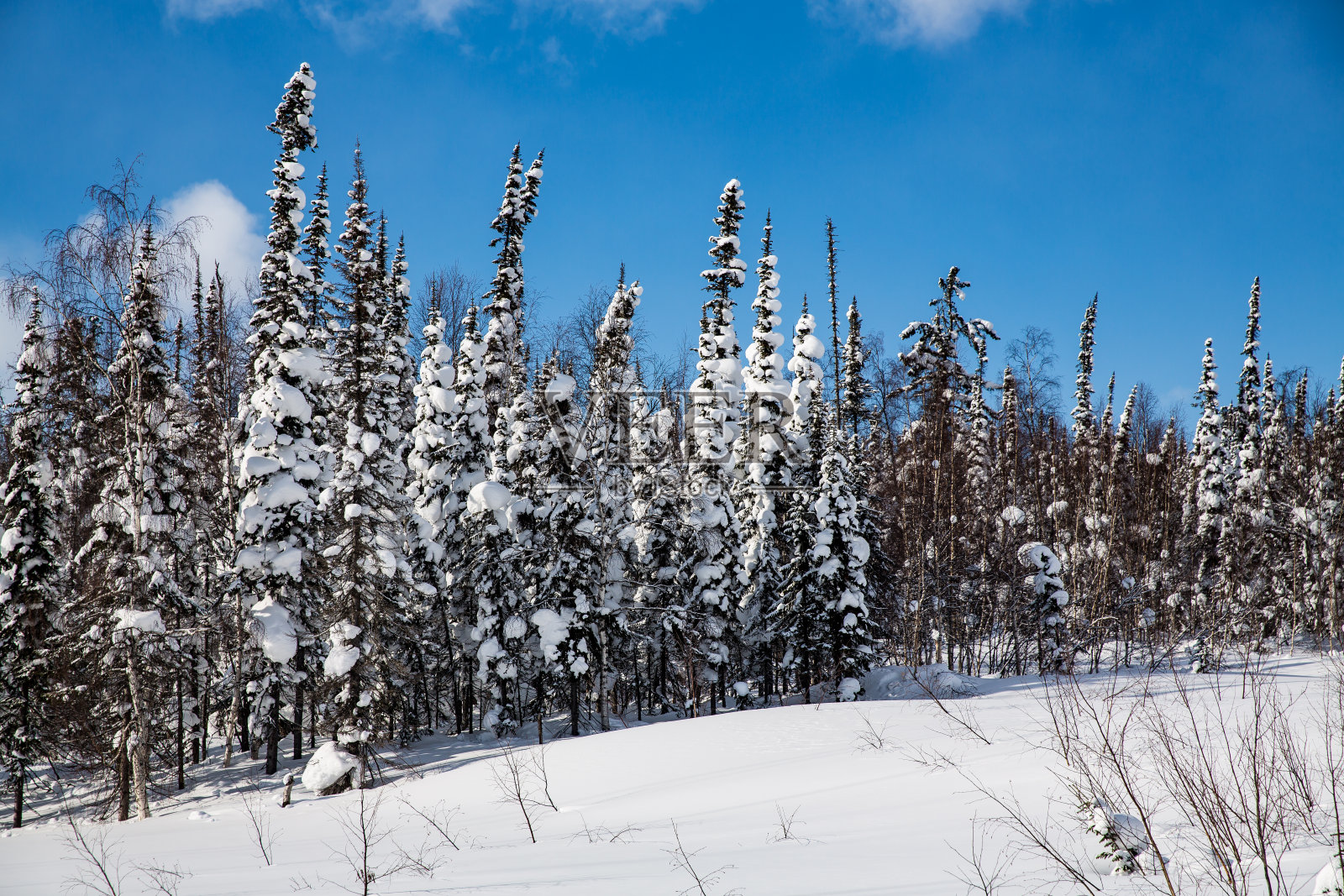 冬天的风景有树木和蓝天照片摄影图片