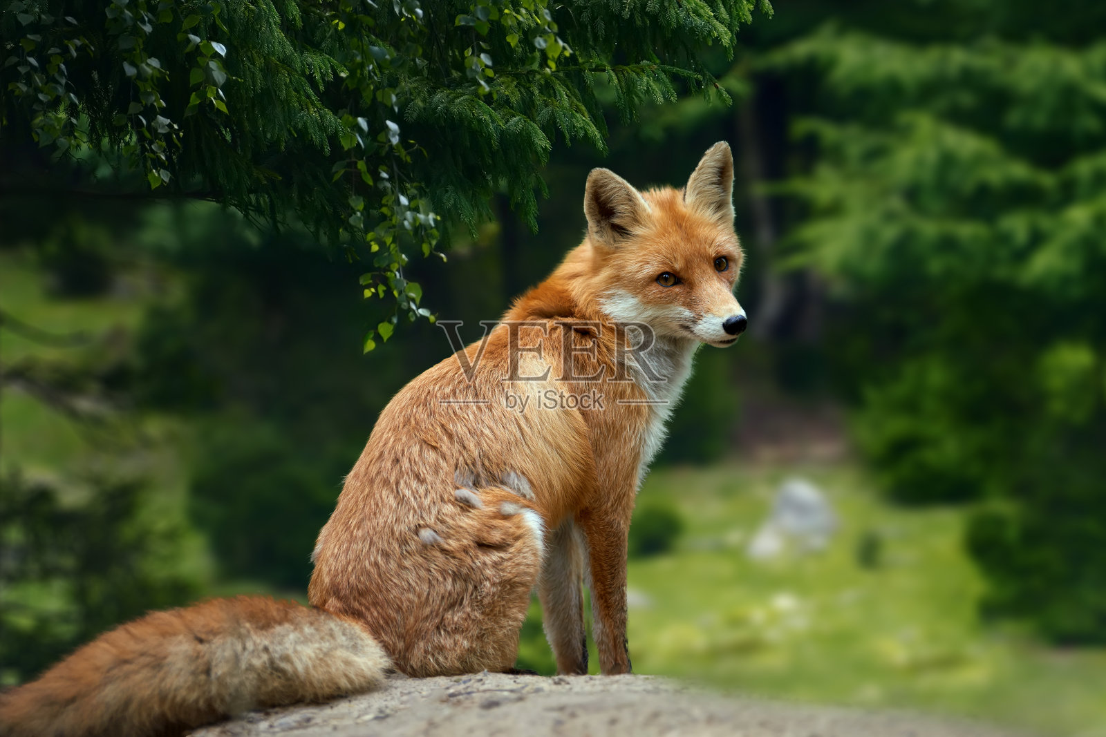 在森林里觅食的野生小红狐照片摄影图片