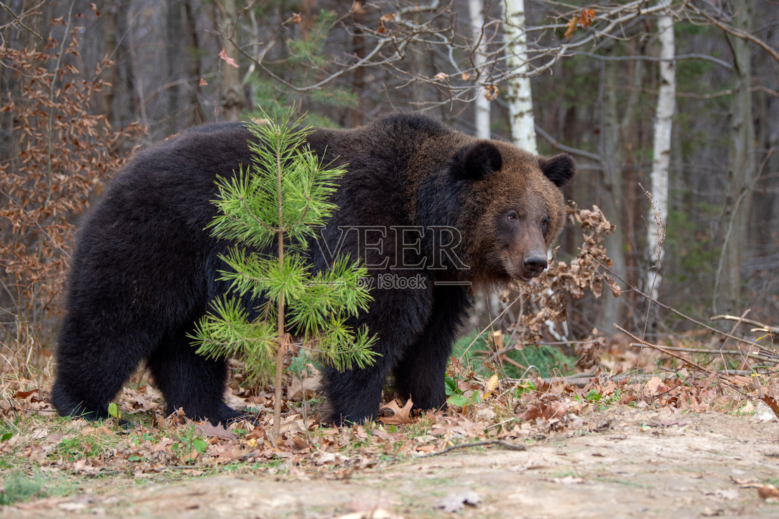 森林中的大熊照片摄影图片